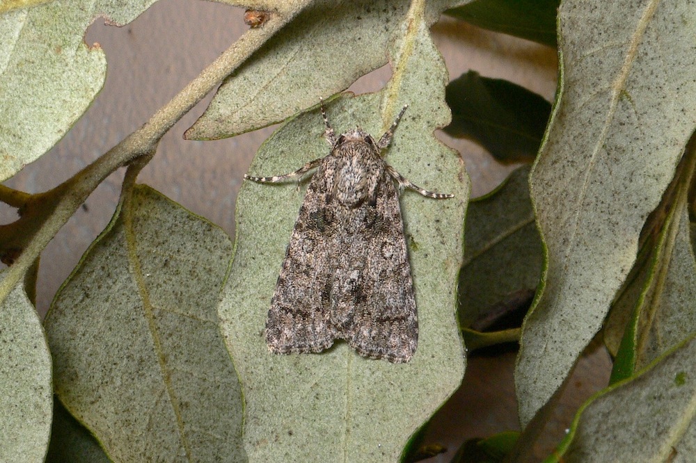 Acronicta (Viminia) rumicis (Linnaeus, 1758)